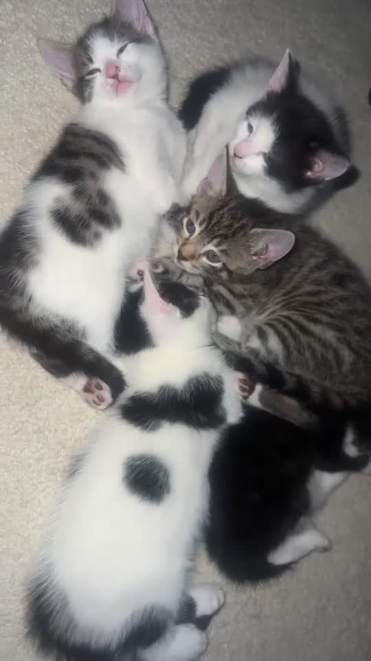 Mixed Breed cats for sale: Beautiful kittens  - Video 1
