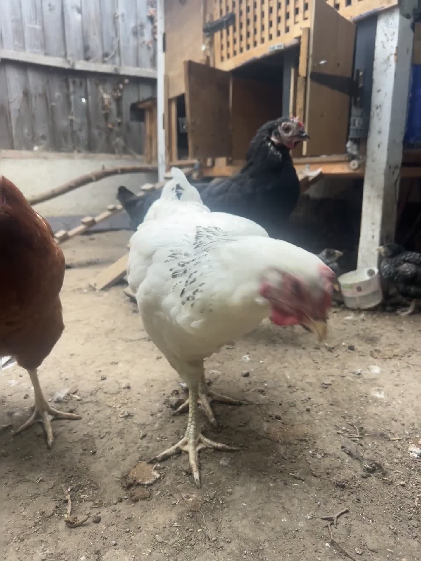 Hens poultry for sale: 4 HENS + 2 CHICKS FOR SALE 🐣 in London - Video 1