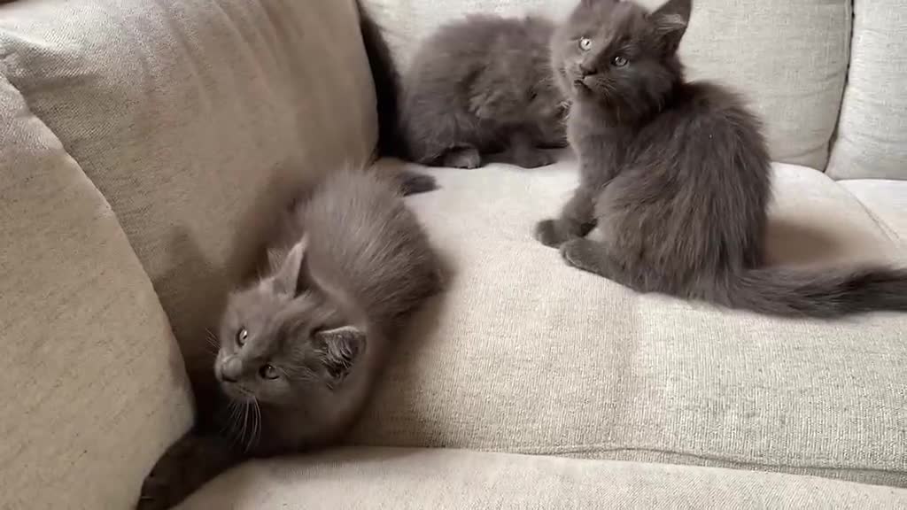 Maine Coon cats for sale: TICA Registered Maine Coon Kittens 1Male 2Females - Video 1