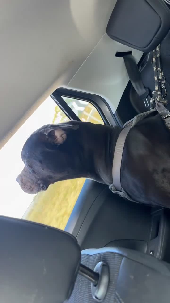 Mixed Breed dogs for sale: Kilo  - Video 1