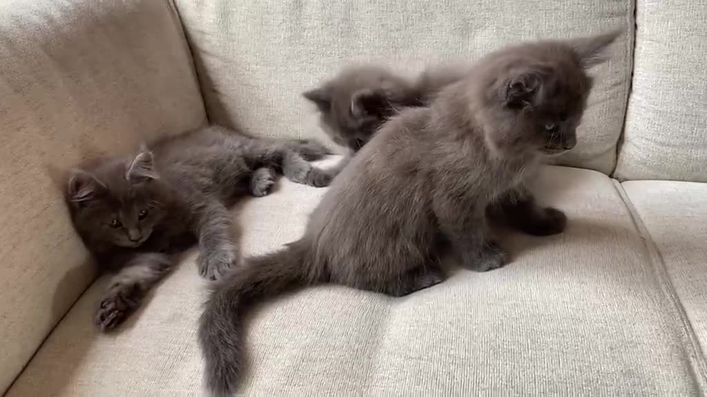 Maine Coon cats for sale: TICA Registered Maine Coon Kittens 1Male 2Females - Video 2