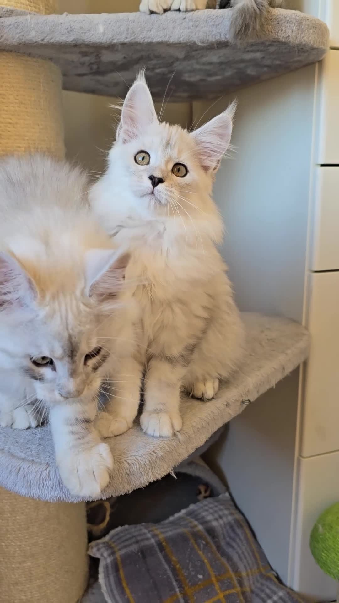 Maine Coon cats for sale: Blue Shaded Maine Coon kittens - Video 1