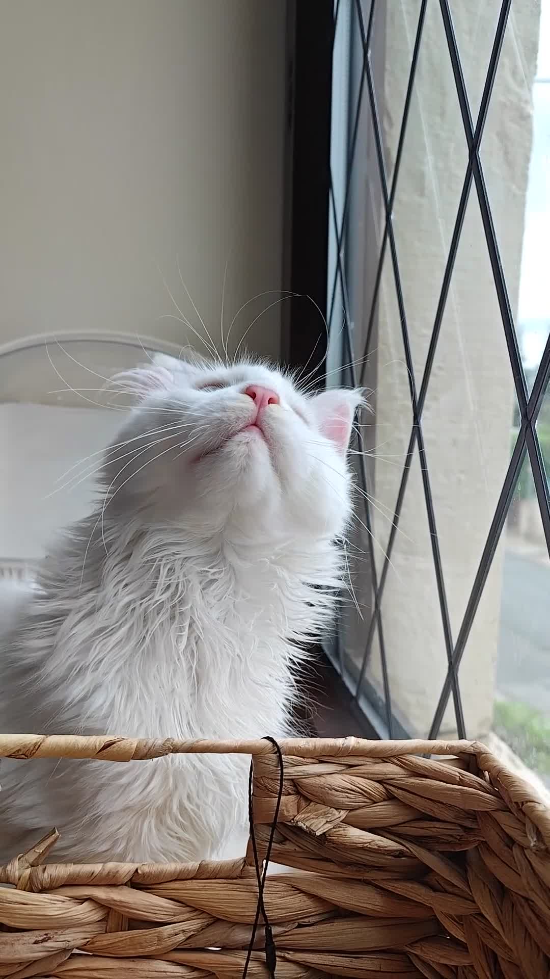 Maine Coon cats for sale: Maine coon Blue eyes + Long Hair - Video 2