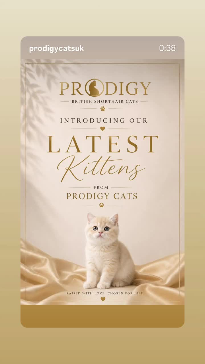 British Shorthair cats for sale: Exceptional Rare GCCF Golden BSH Kittens - Video 1