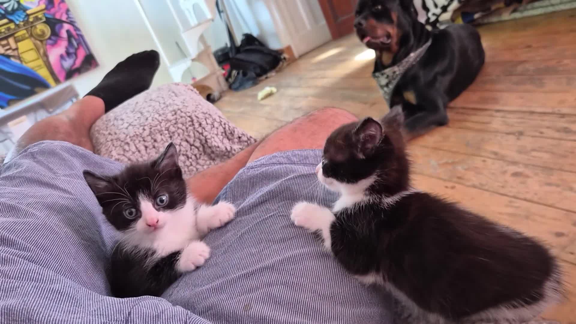Mixed Breed cats for sale: Kittens for sale  - Video 1