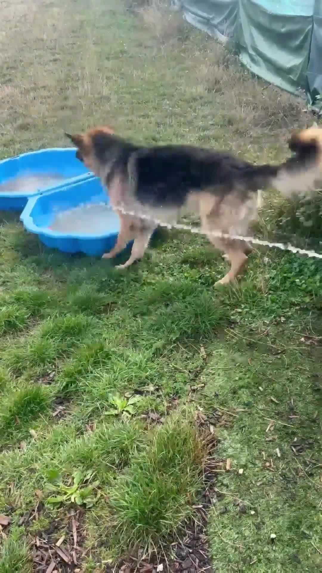 German Shepherd dogs for stud: Health tested German shepherd stud - Video 1