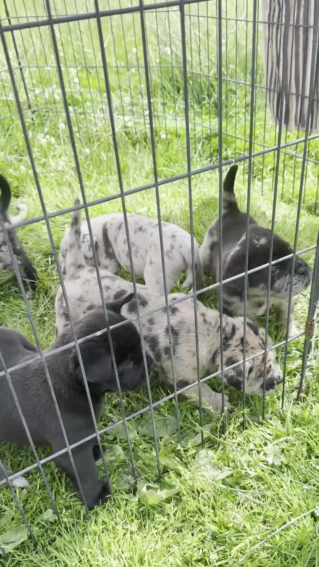 Mixed Breed dogs for sale: 1 left Beautiful chow x bulldog pups merle - Video 2