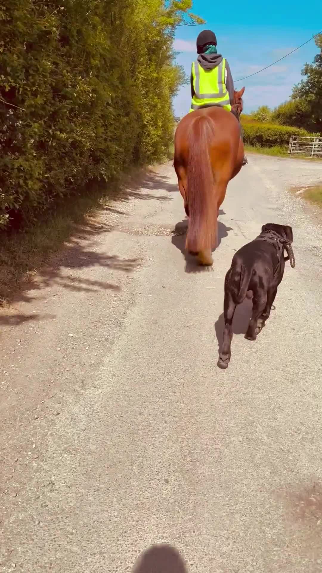 Cane Corso dogs for stud: Black w/ Brindle Cane Corso for stud - Video 1