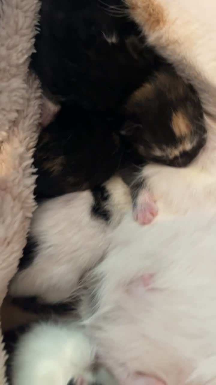 Mixed Breed cats for sale: 6 Adorable Kittens – 3 Boys & 3 Girls - Video 1
