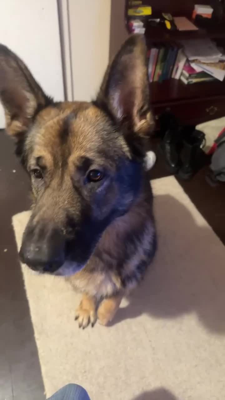 German Shepherd dogs for sale: Playful Smart German Shepherd Needs Home - Video 3