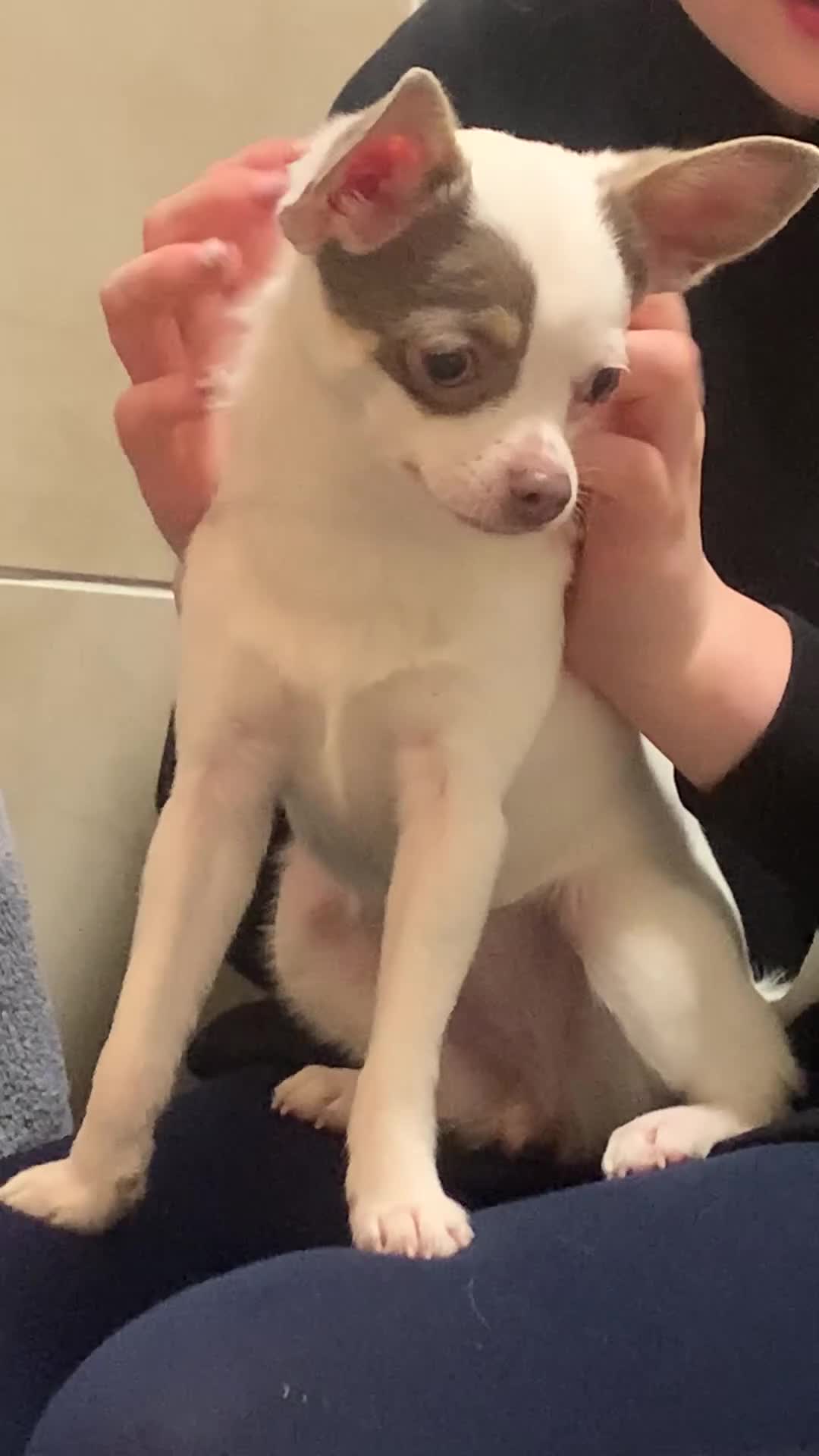 Chihuahua dogs for sale: Young bright chihuahua  - Video 1