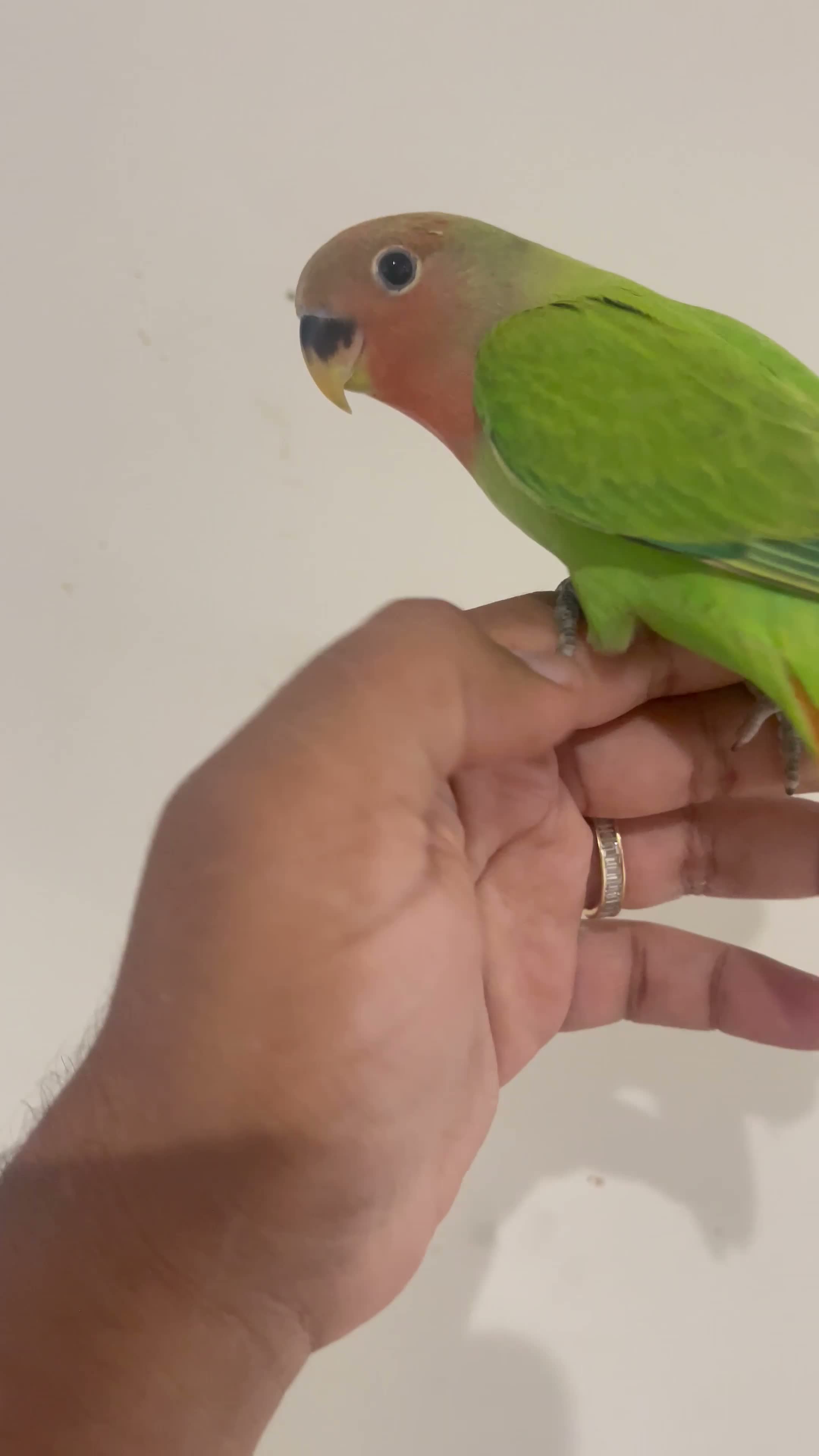 Lovebirds birds for sale: Hand reared lovebirds for sale  - Video 5