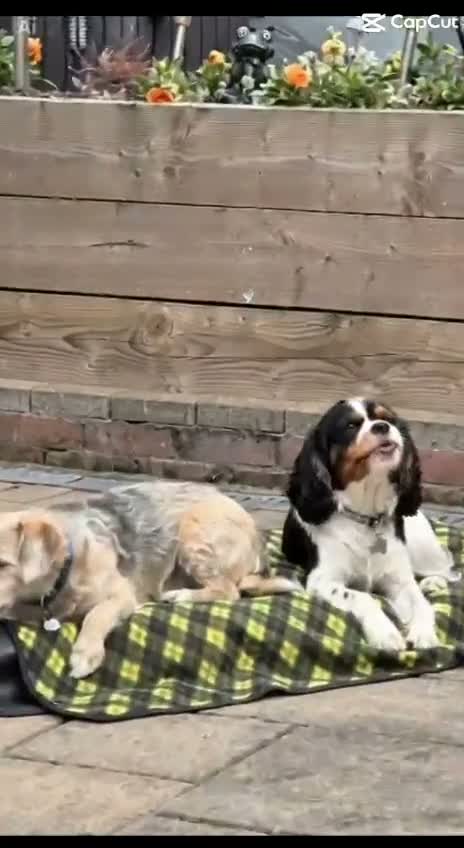 Cavalier King Charles Spaniel dogs for stud: Maisie moo in Cupar - Video 1