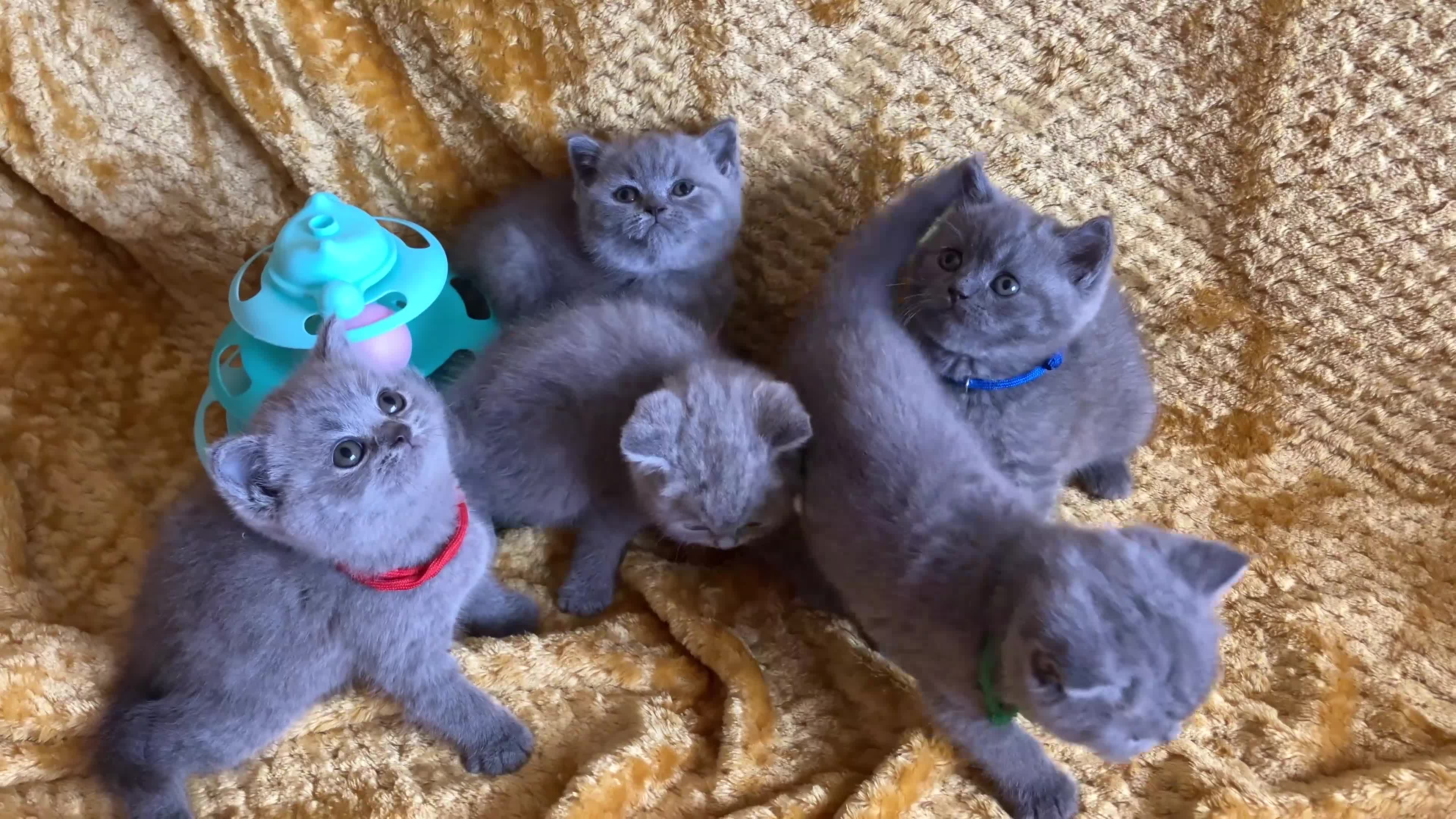 British Shorthair cats for sale: GCCF registered ChampionBloodline 5GENpedigree BSH - Video 2