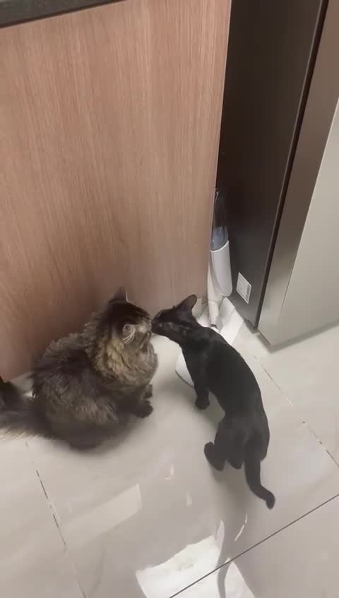 Mixed Breed cats for adoption: ALLEY -AFFECTIONATE KITTEN HAPPY WITH OTHER CAT  - Video 2