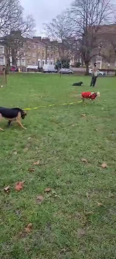 Mixed Breed dogs for adoption: Prince (sighthound mix) in London - Video 1