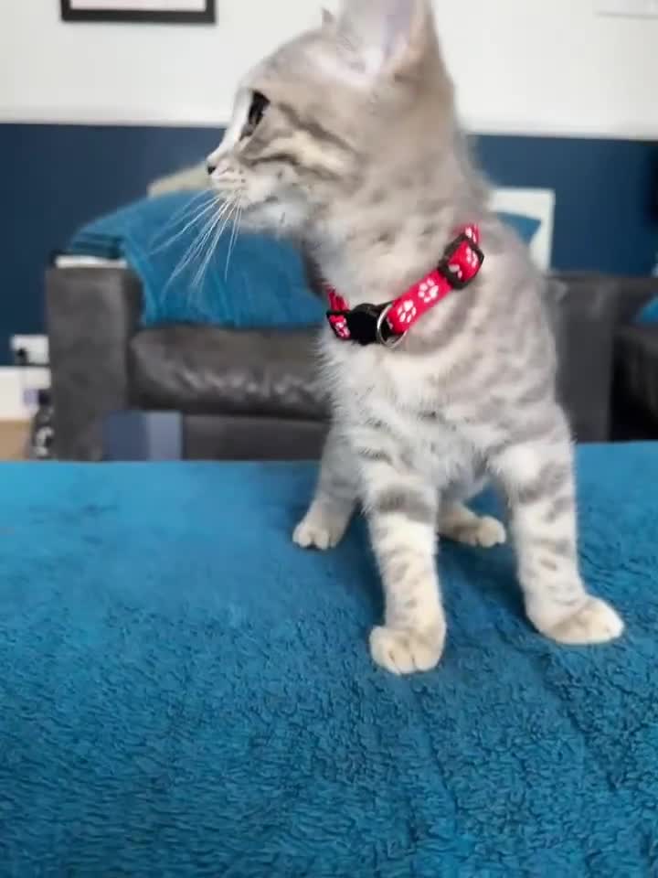 British Shorthair cats for sale:  BSH Female Grey Stripe Kitten - Video 1