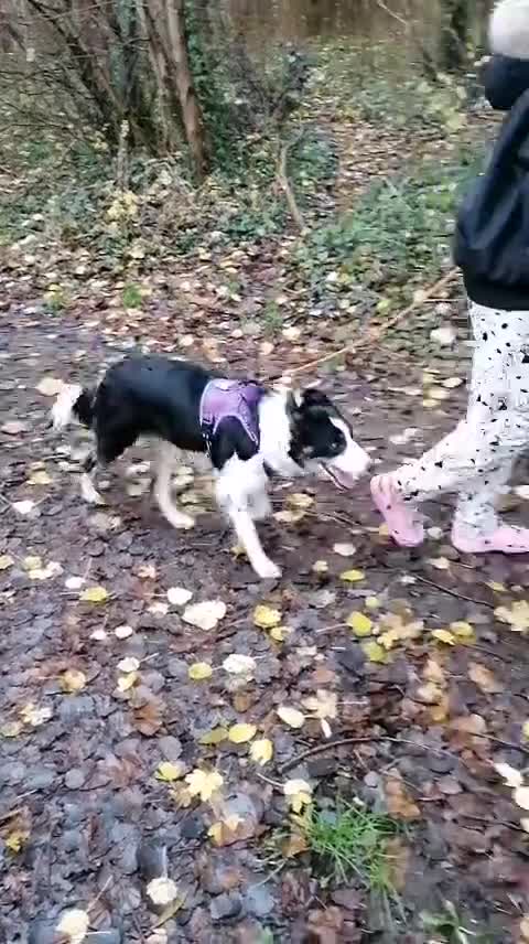 Border Collie dogs for adoption: ❤️Millie fabulous  18-month-old Border Collie ❤️ - Video 2