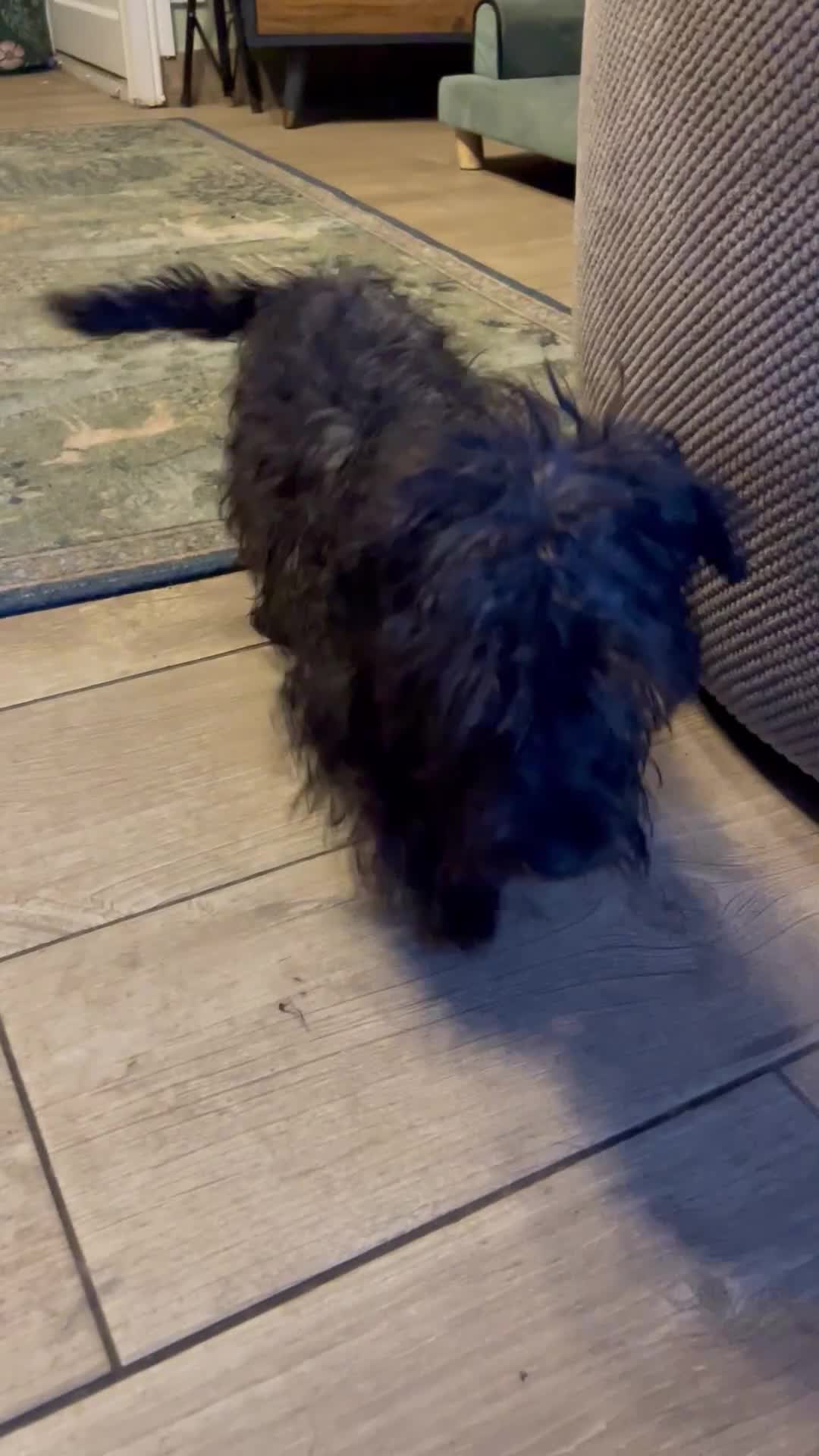 Cesky Terrier dogs for sale: Cesky Terrier pups in Wisbech - Video 2