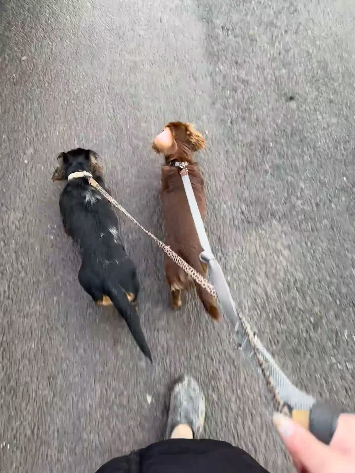 Miniature Dachshund dogs for sale: Rehoming - Video 1