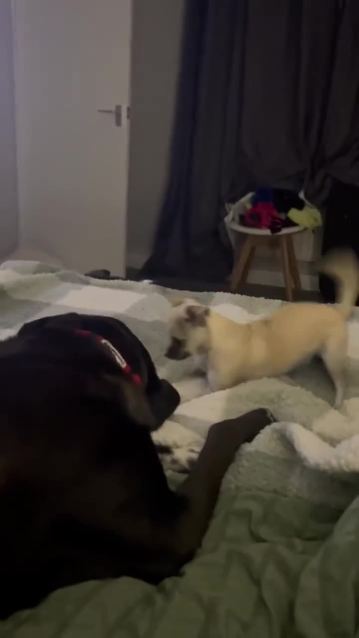Mixed Breed dogs for adoption: Dilly is sadly looking for a new forever home in Hartlepool - Video 2