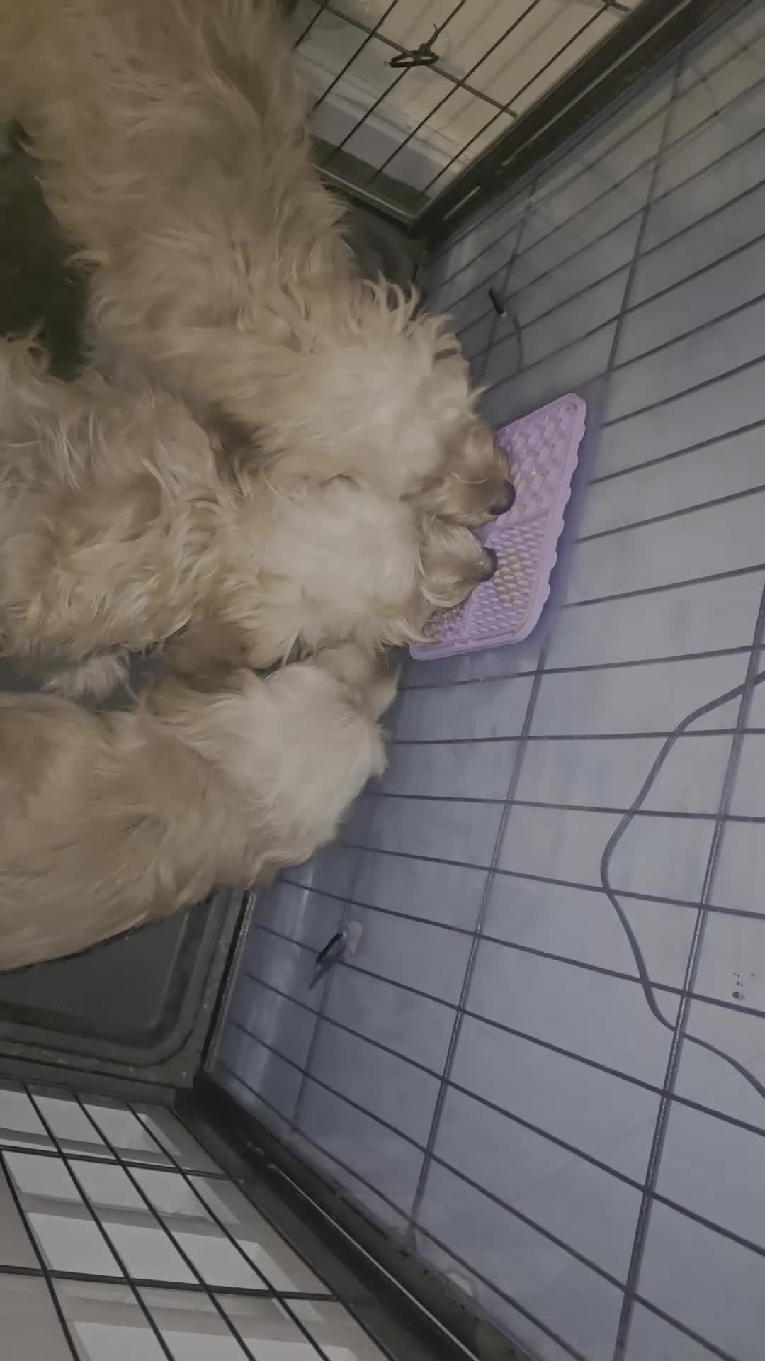 Cavapoo dogs for sale: 🐾Cavapoo: Litter Embark DNA Tested, Sire KC Reg🐾 - Video 2