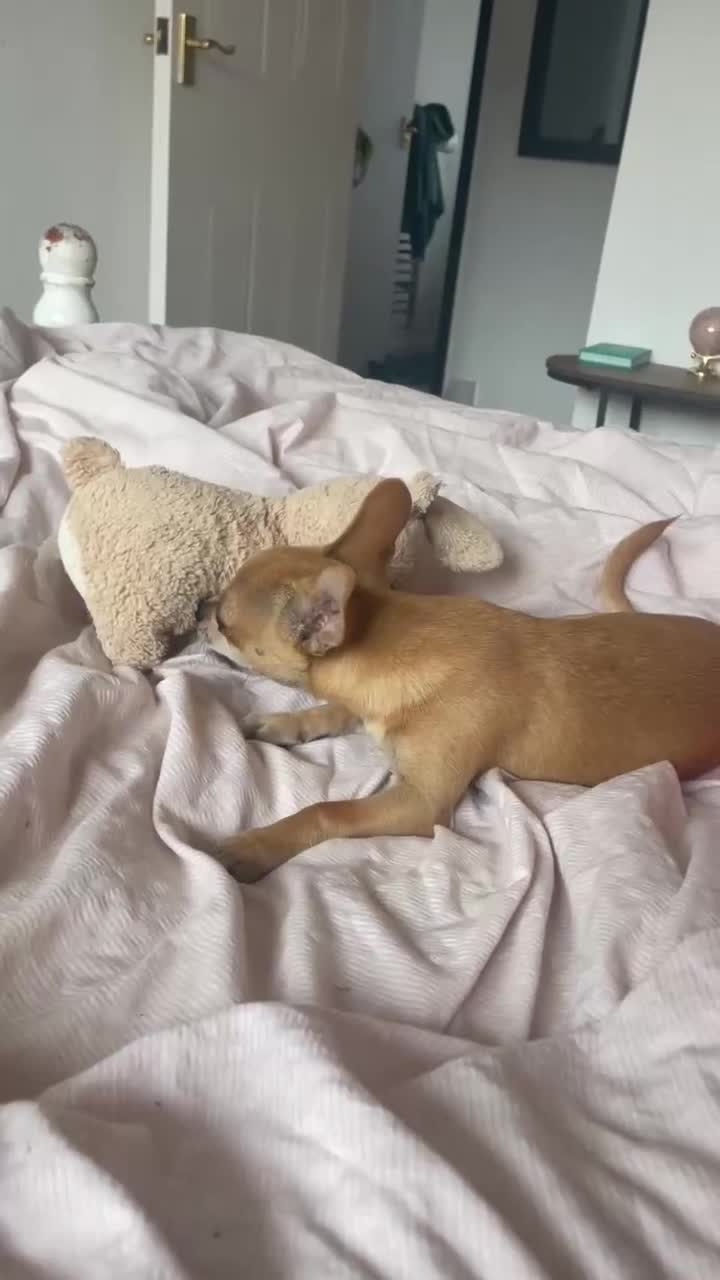 Chihuahua dogs for sale: 4 month old chihuahua   - Video 2