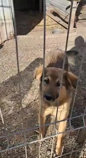 Mixed Breed dogs for adoption: BENNY - a faithful dog for a Loving Home - Video 4