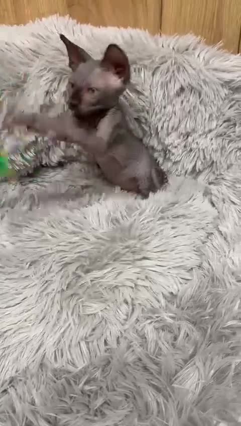 Sphynx cats for sale: TICA Reg Sphynx Kittens, Extensive Genetic Testing - Video 3