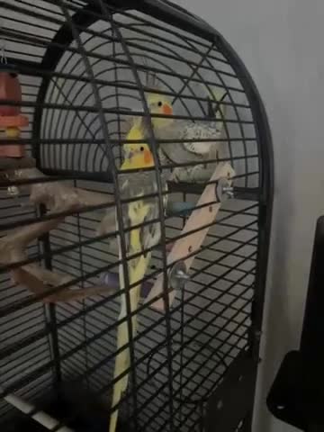 Cockatiels birds for sale: Cockatiels  - Video 1