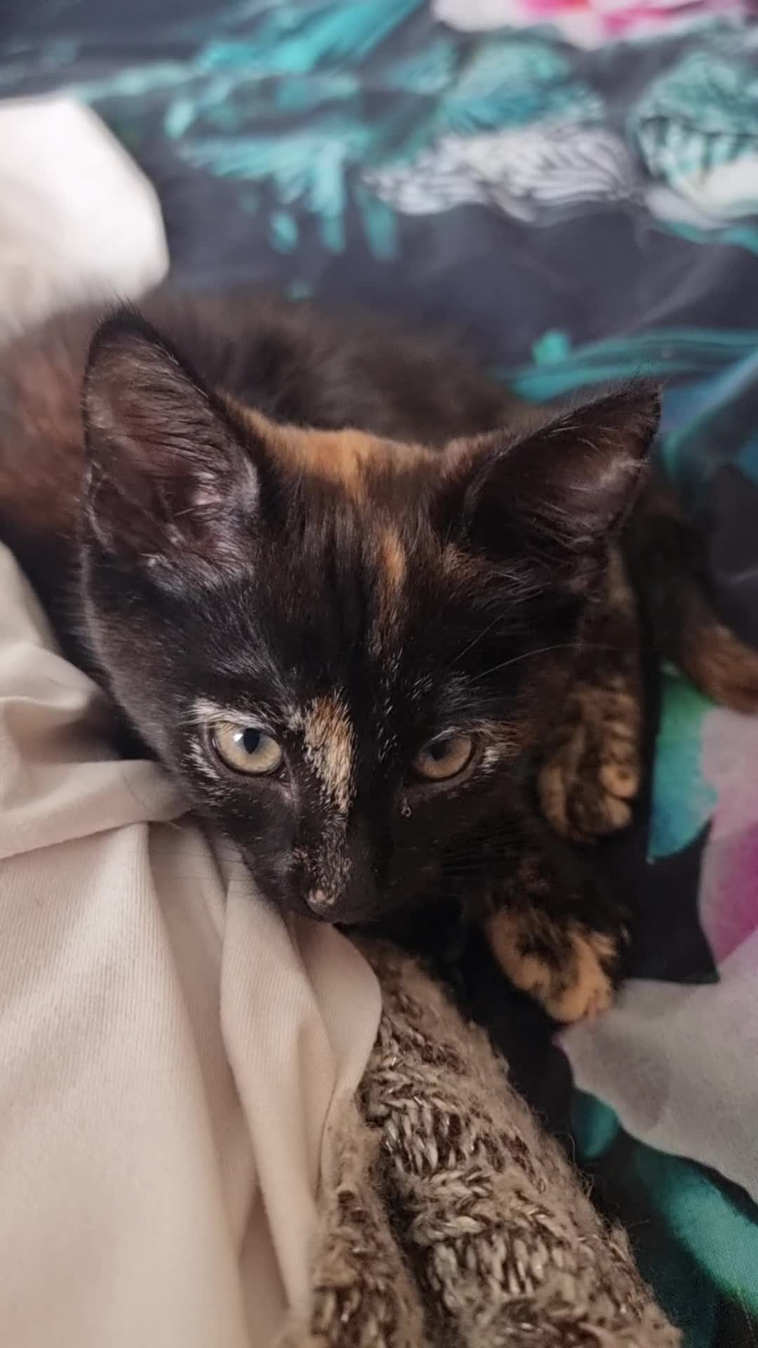 Mixed Breed cats for sale: Little best friends - Video 1