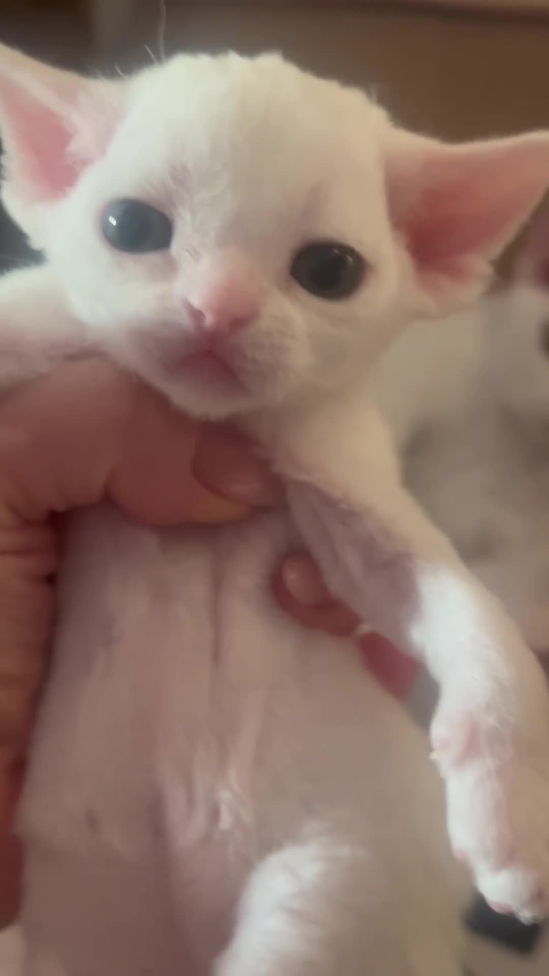 Devon Rex cats for sale: ❤️ Pure Line Devon Rex Kittens Available ❤️ - Video 1