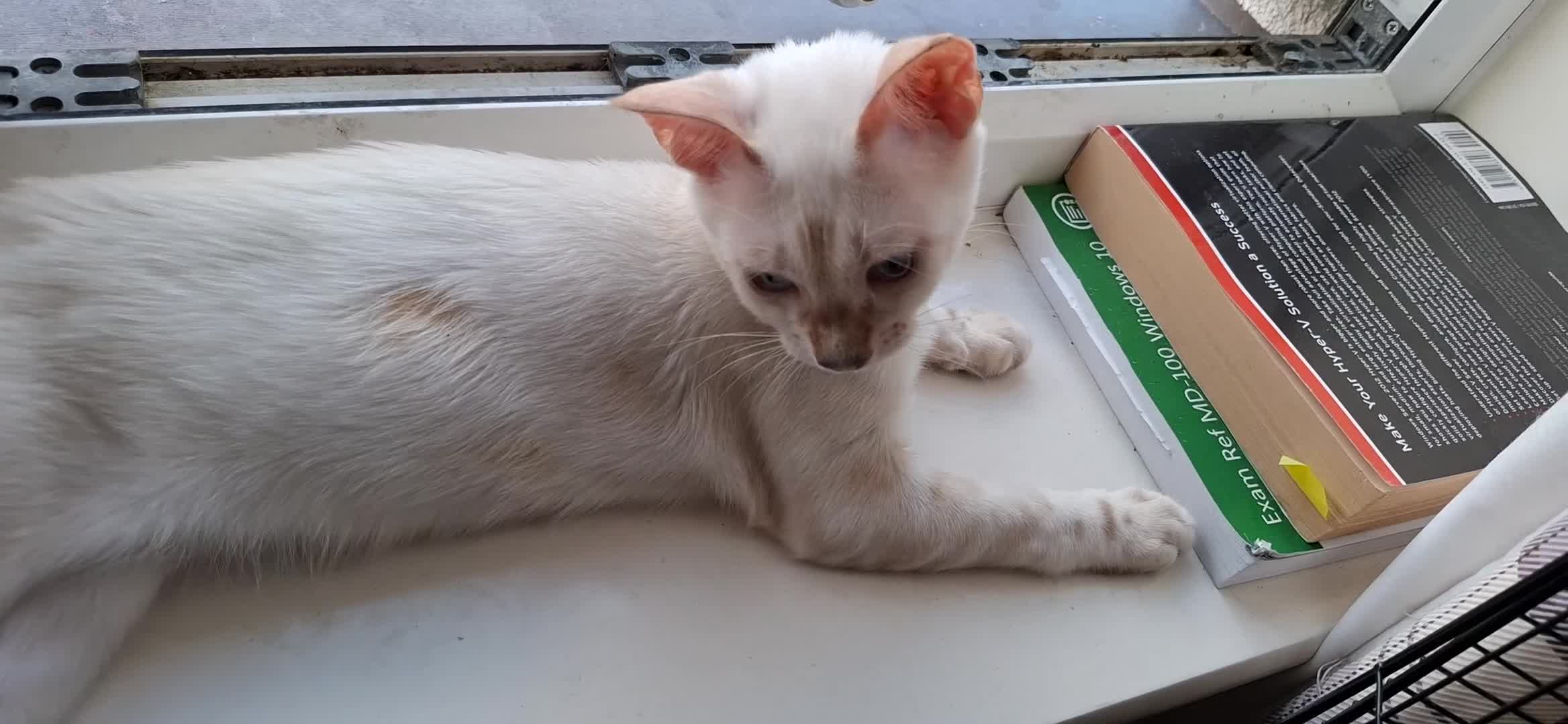Bengal cats for sale: Pure Bengal kittens  in Cheltenham - Video 1
