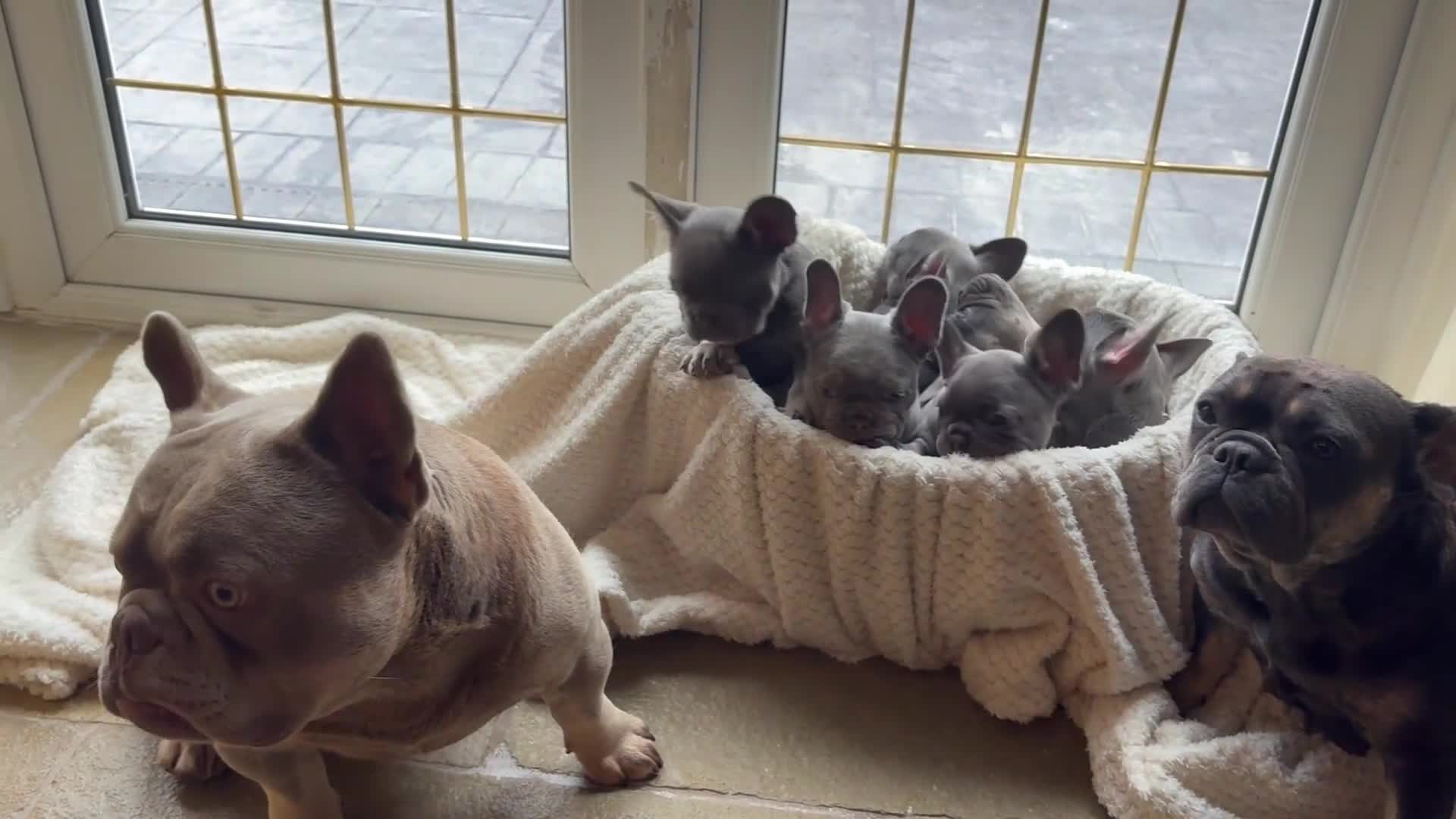 French Bulldog dogs for sale: KC Registered French Bulldog puppies for sale - Video 1