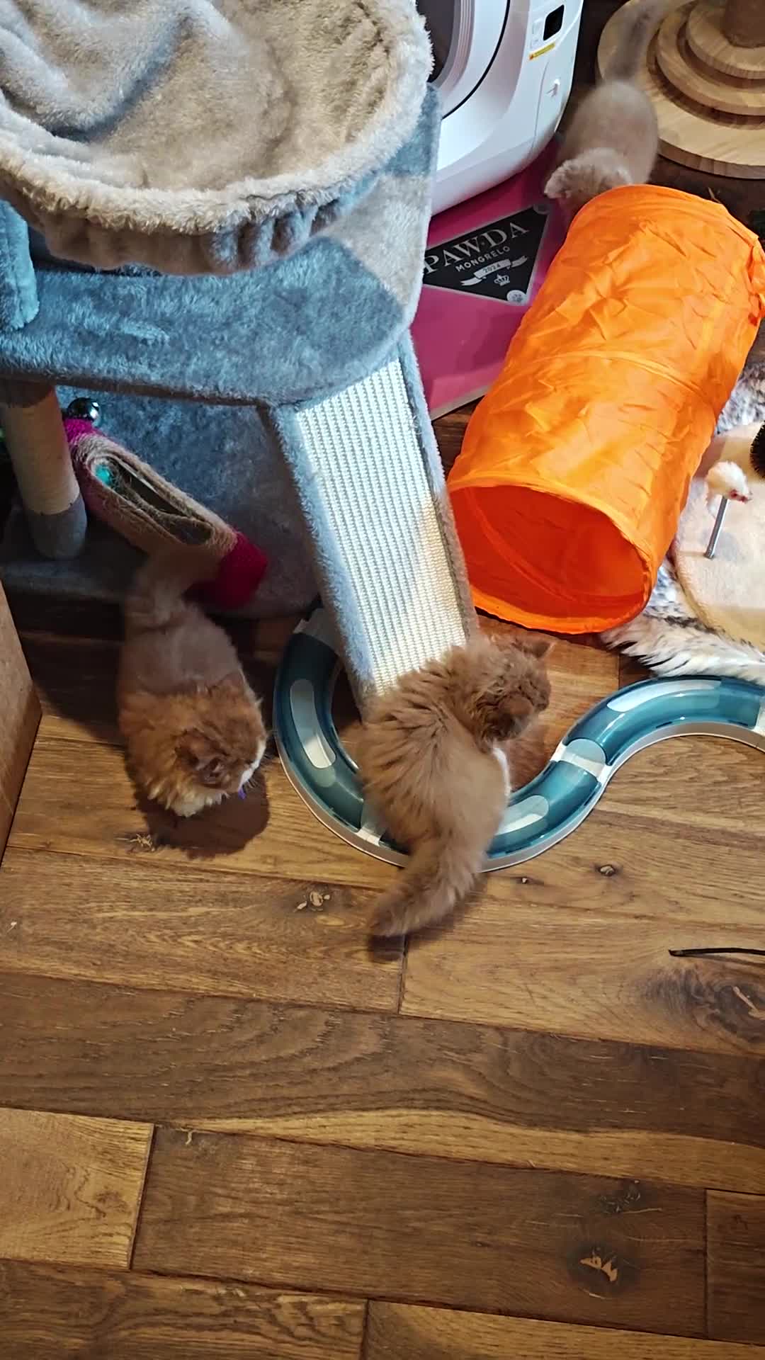 British Longhair cats for sale: Cinnamon bi colour longhair  - Video 1