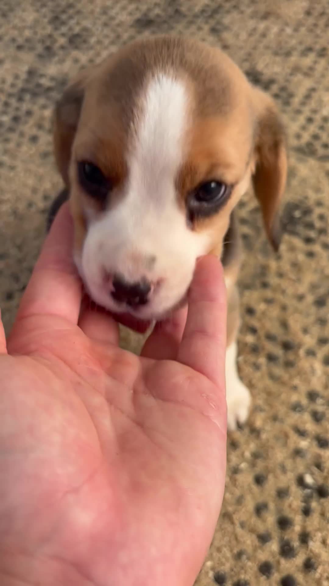 Beagle dogs for sale: Beautiful KC Registered Beagle’s  - Video 3