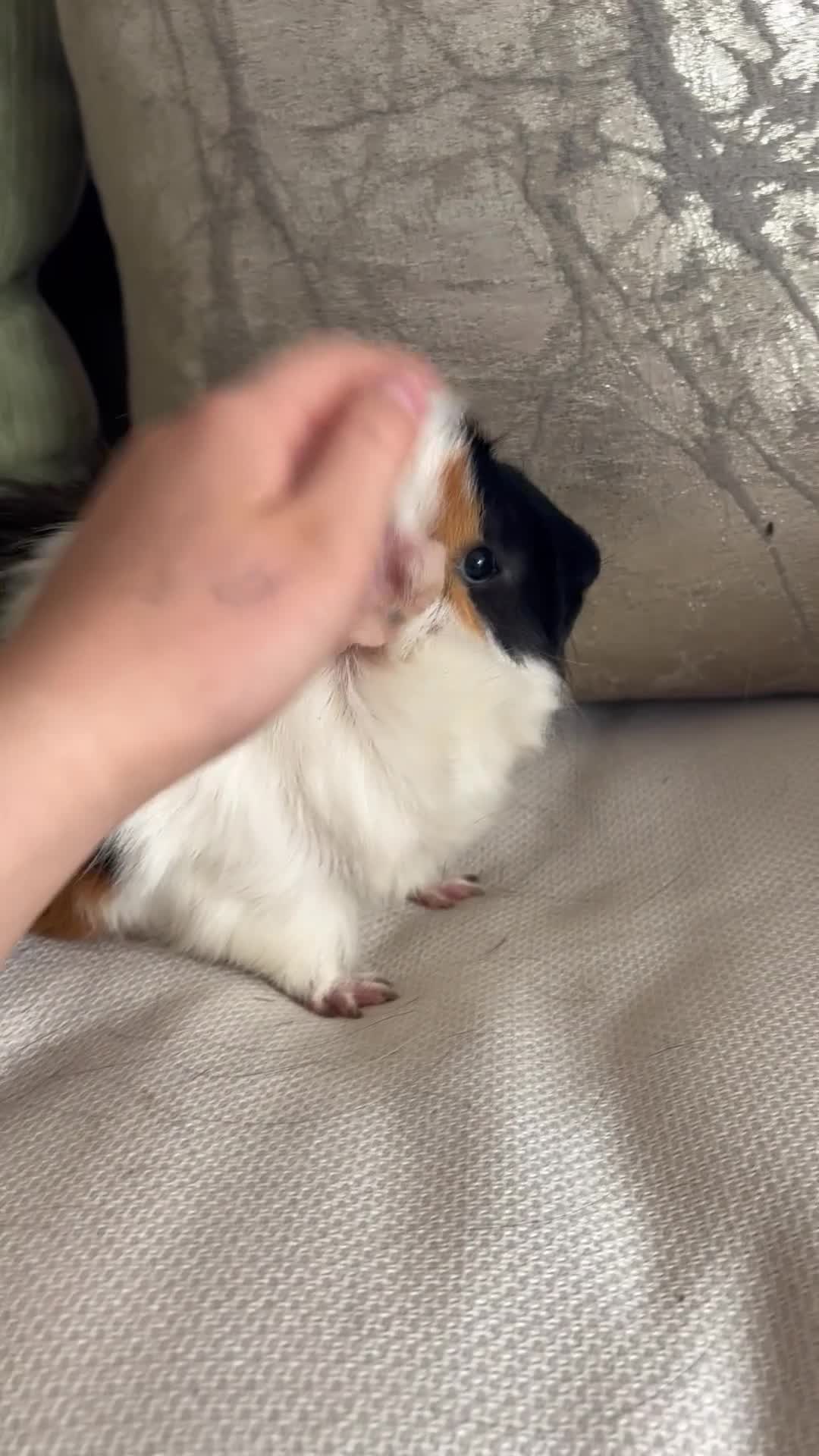 Guinea Pig rodents for sale: Gorgeous male Guinea pigs   in Telford - Video 3