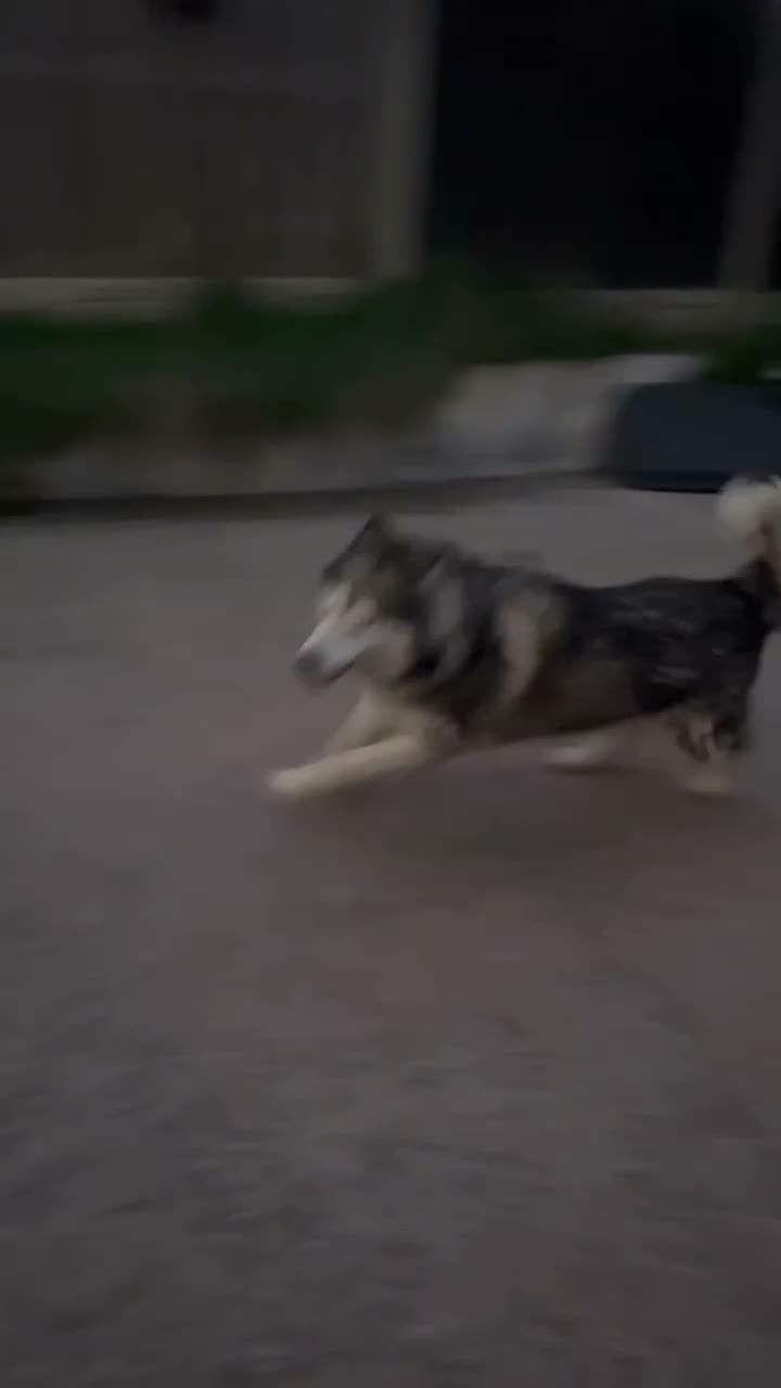 Mixed Breed dogs for sale: 3 BOYS LEFT Alaskan malamute x German shepherd  - Video 1