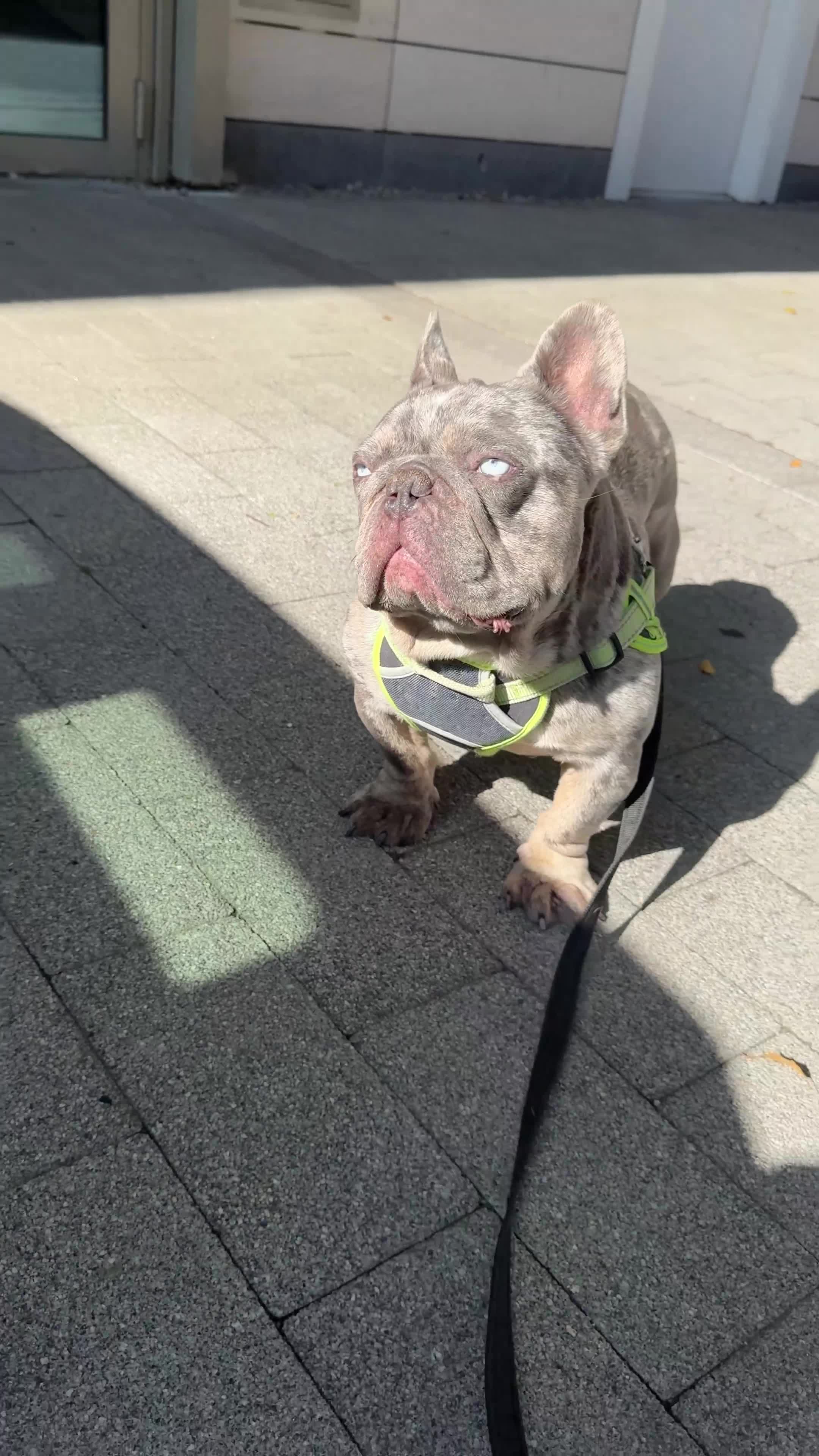 French Bulldog dogs for sale: 🩵 Cuddly Frenchie for Forever Home 🩵 - Video 2