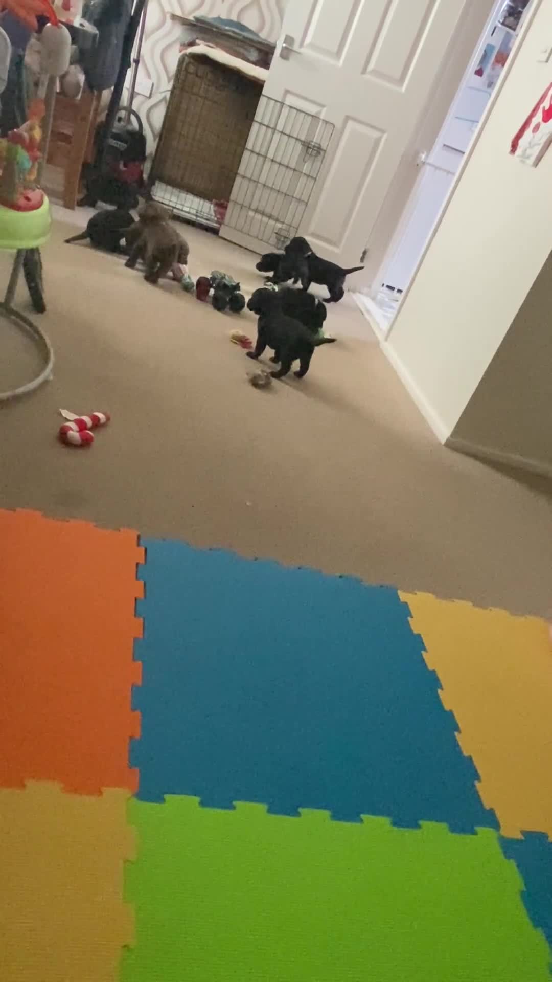 Labrador Retriever dogs for sale: Ready soon!! Chunky KC Labrador puppies.  - Video 1