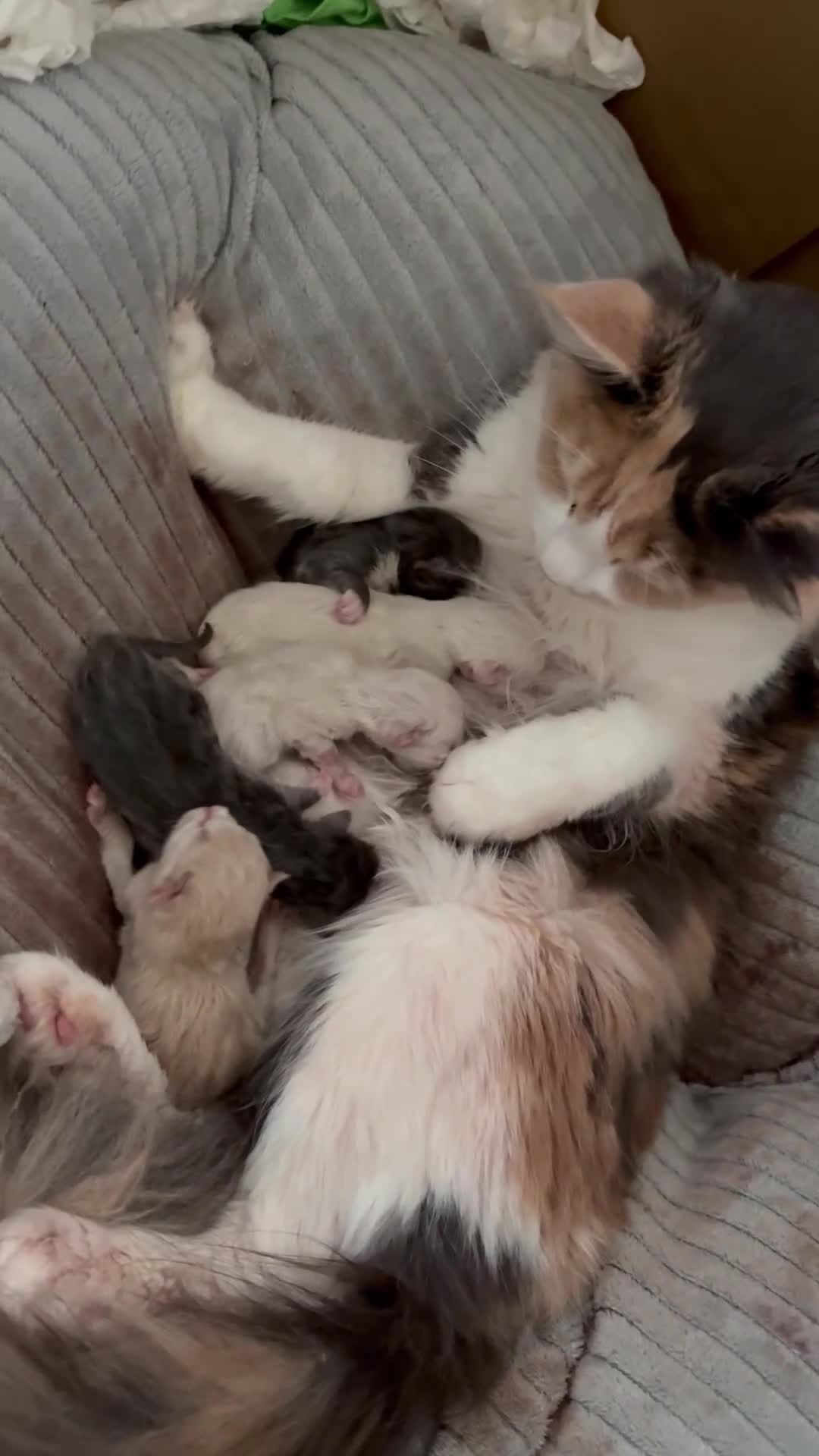 Ragdoll cats for sale: Beautiful Ragdoll Kittens  - Video 1