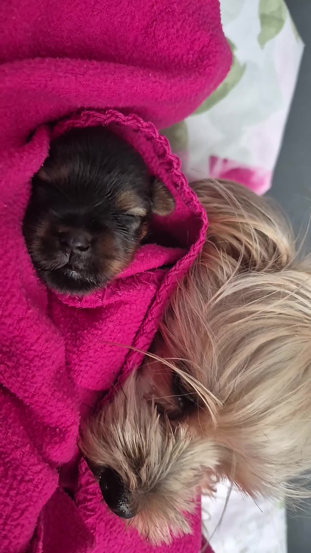 Yorkshire Terrier dogs for sale: Adorable Female Yorkie Puppy Looking for a Home 🌸 - Video 3