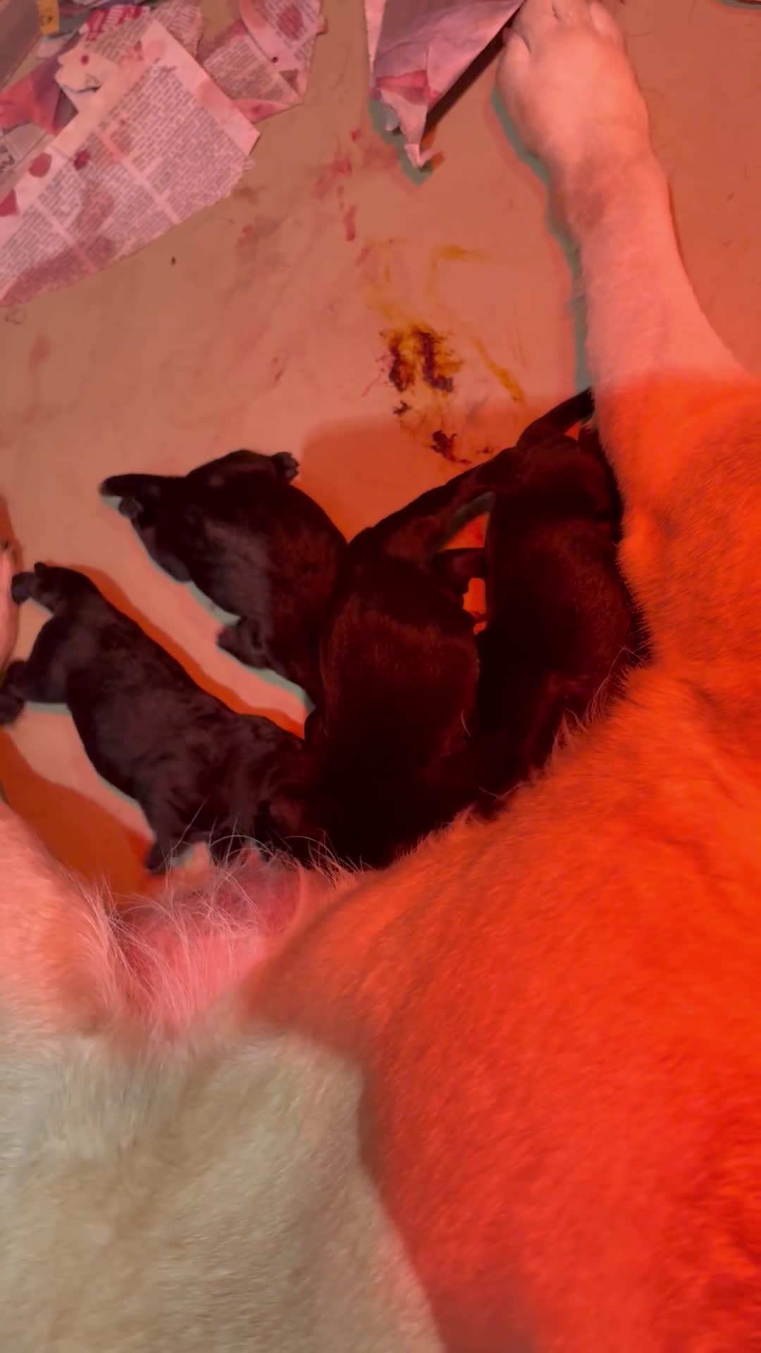 Labrador Retriever dogs for sale: BEAUTIFUL BIG BONED BLACK SHOW TYPE LABRADORS - Video 2