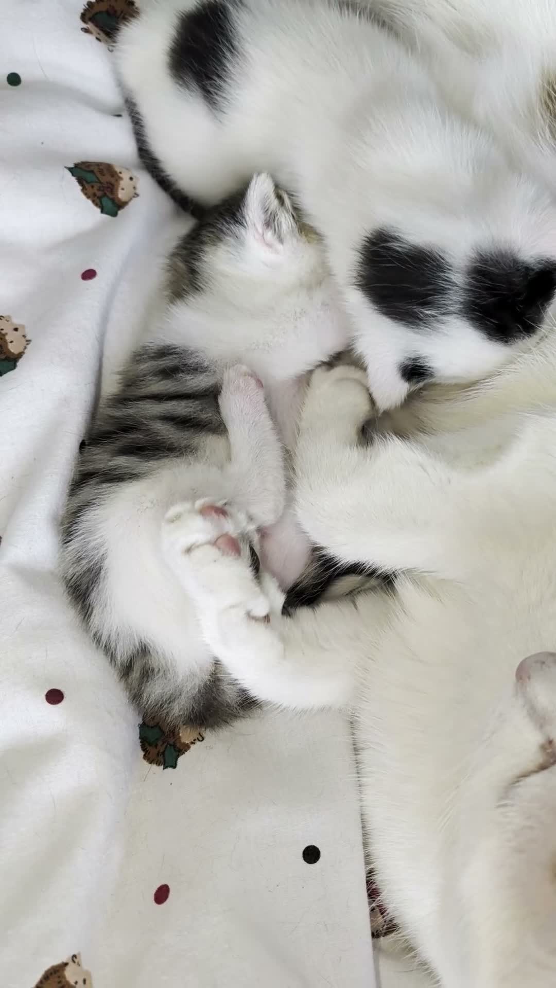 Mixed Breed cats for sale: 2 female kittens to go to a good home  in Macclesfield - Video 2