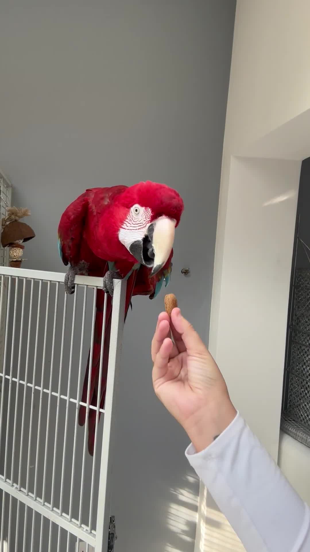 Macaws birds for sale: Green Winged Macaw  - Video 1