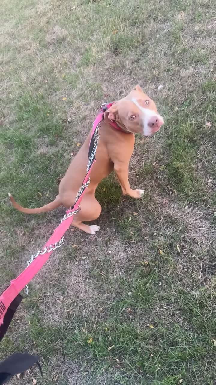 American Bully dogs for sale: This is pip in Gillingham - Video 4