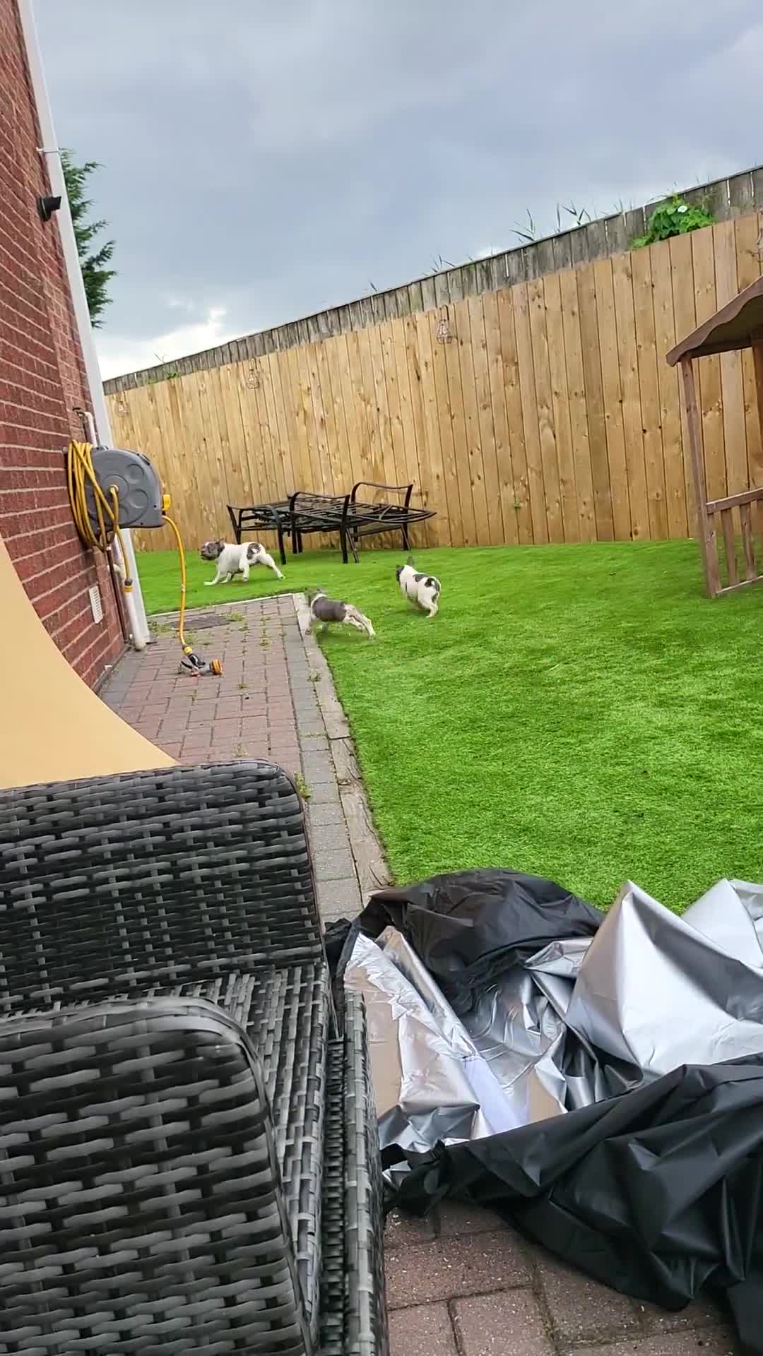 French Bulldog dogs for sale: KC Registered Frenchies ONLY 3 LEFT - Video 2