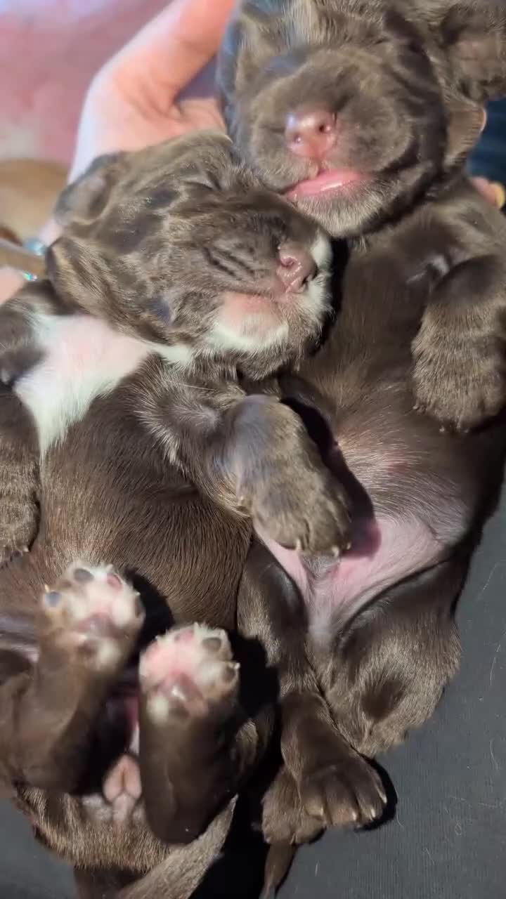 Cocker Spaniel dogs for sale: Exceptional KC Registered Show Cocker Spaniels - Video 1