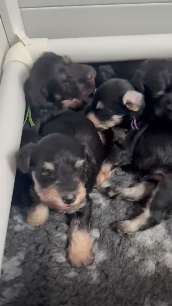 Miniature Schnauzer dogs for sale: 🐾 Beautiful KC Reg Miniature Schnauzer Puppies🐾 - Video 1