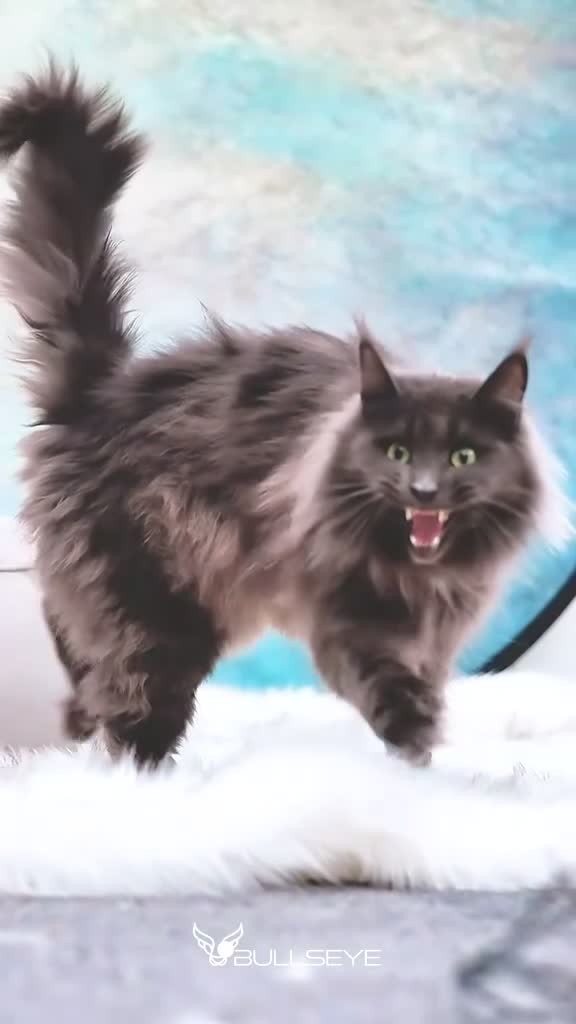 Maine Coon cats for sale: POLYDACTYL+BLUE EYED XL MAINE COONS in Birmingham - Video 2